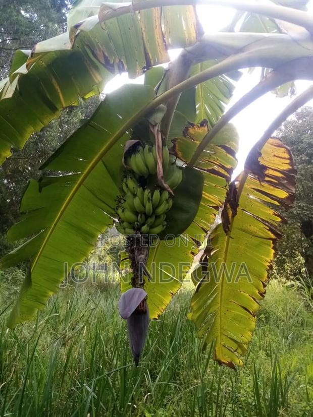 Karatina Nyeri Prime Land - thumbnail 11