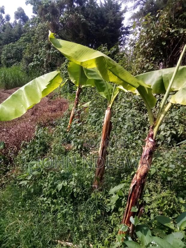 Karatina Nyeri Prime Land - thumbnail 12