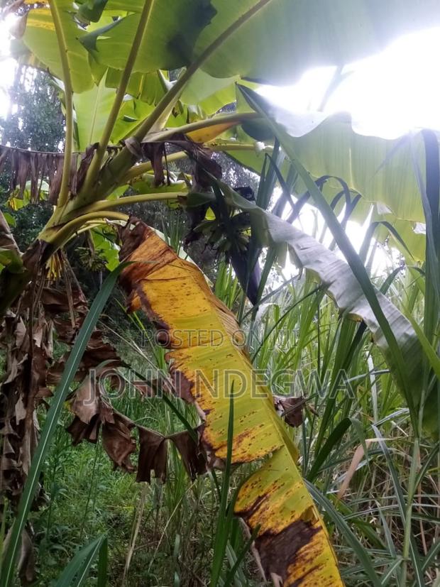 Karatina Nyeri Prime Land - thumbnail 13