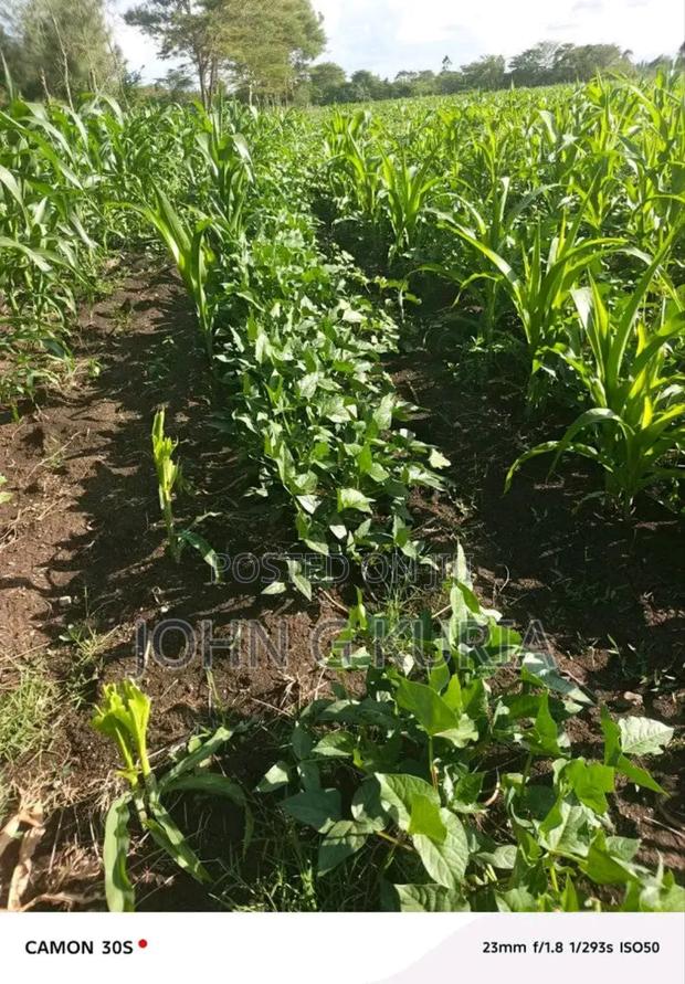 Land for Sale - thumbnail 4