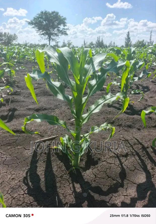 Land for Sale - thumbnail 7