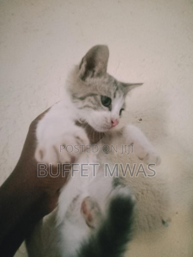 1-3 months Male Purebred Tabby - main view