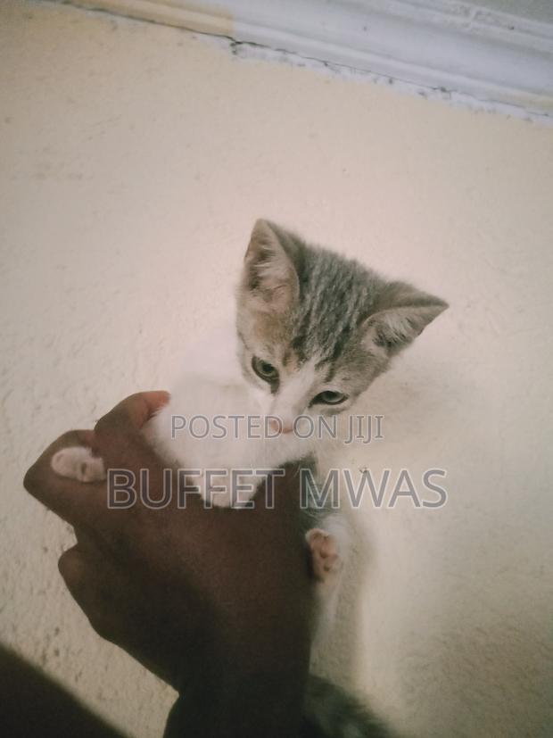 1-3 months Male Purebred Tabby - thumbnail 3