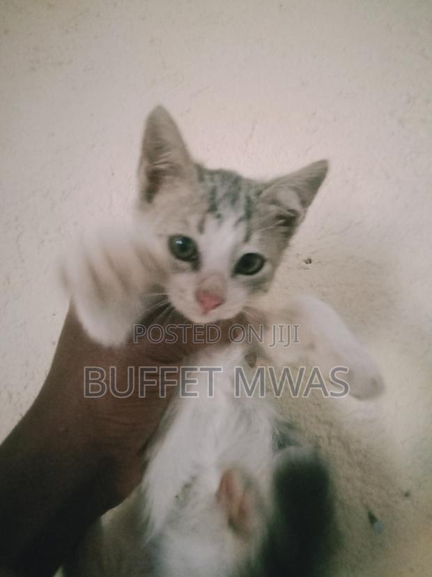 1-3 months Male Purebred Tabby - thumbnail 5