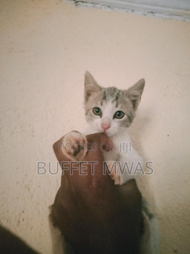 1-3 months Male Purebred Tabby - thumbnail 4