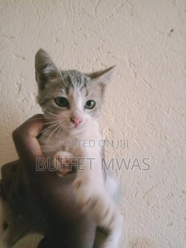 1-3 months Male Purebred Tabby - thumbnail 6
