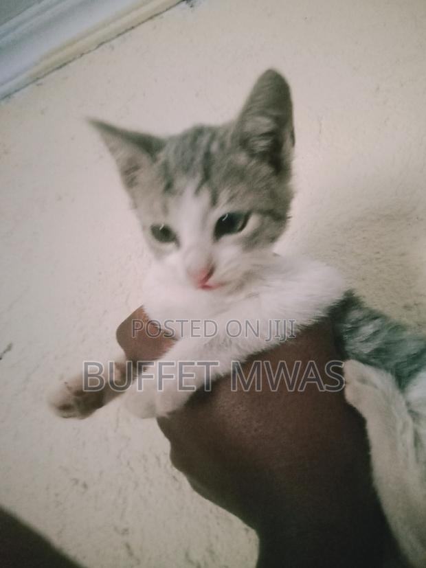 1-3 months Male Purebred Tabby - thumbnail 7