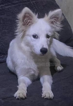 3-6 months Female Mixed Breed Japanese Spitz - thumbnail 2
