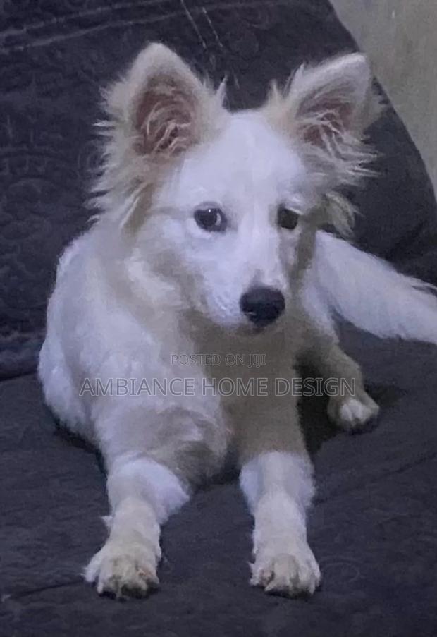 3-6 months Female Mixed Breed Japanese Spitz - main view