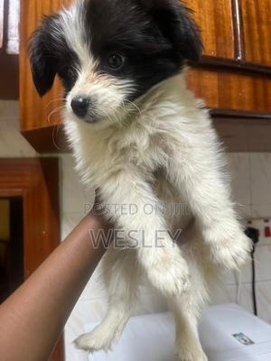 1-3 months Female Mixed Breed Japanese Spitz - main view