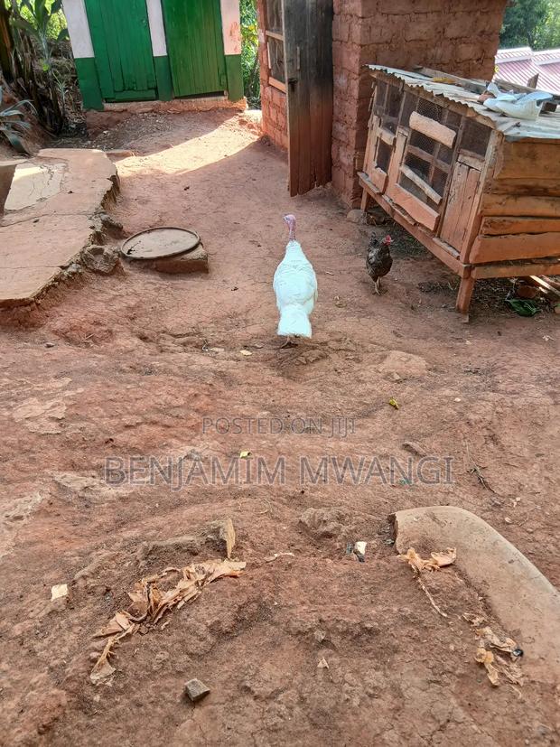 Turkey Male - main view