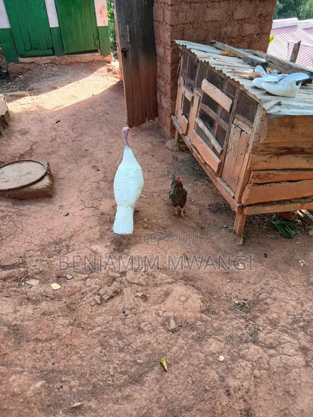 Turkey Male - thumbnail 4