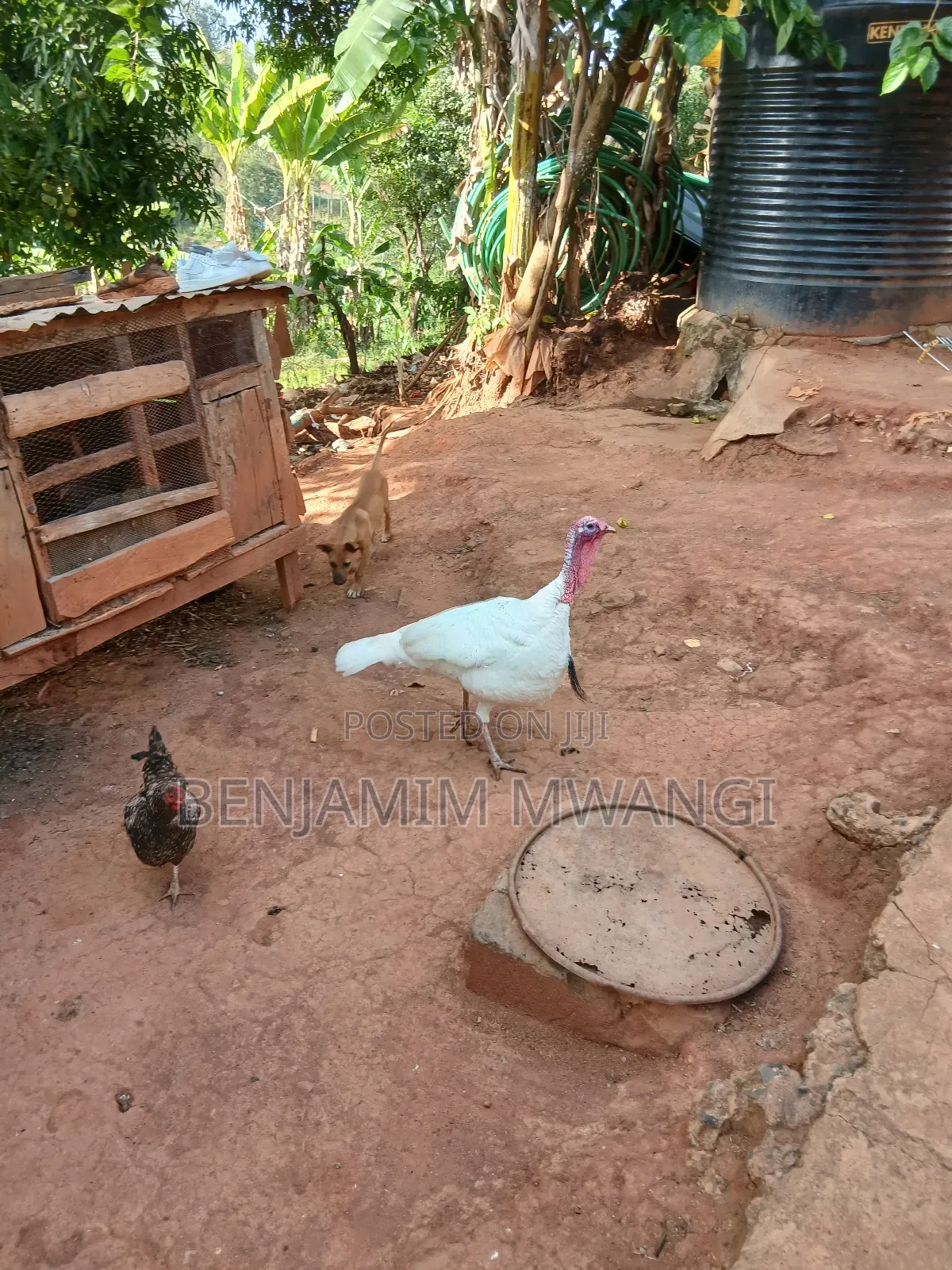 Turkey Male