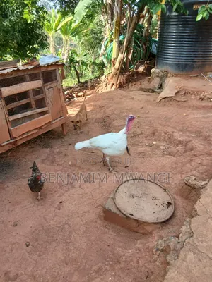 Turkey Male