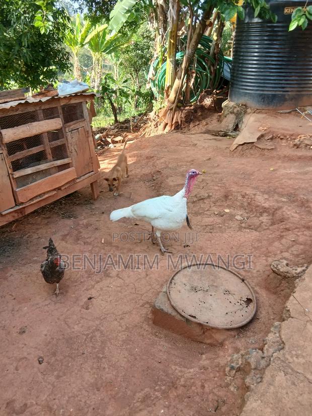 Turkey Male - thumbnail 5