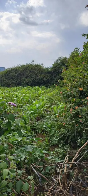 Land On Sale