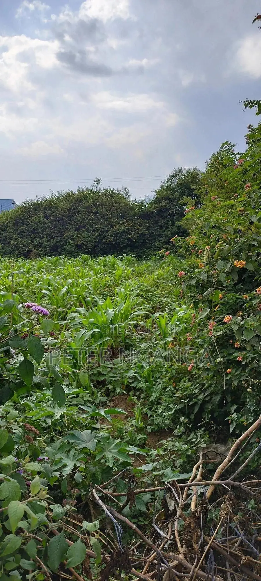 Land On Sale