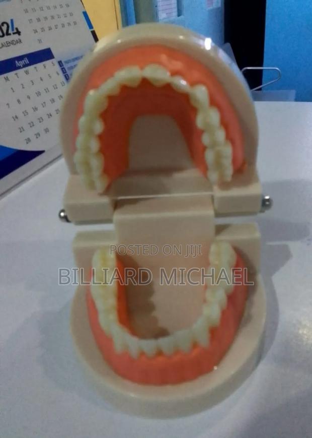 Dental Manikin