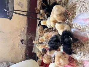 Improved Kienyeji Chicks - thumbnail 2