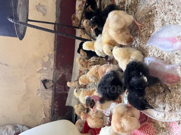 Improved Kienyeji Chicks - main view