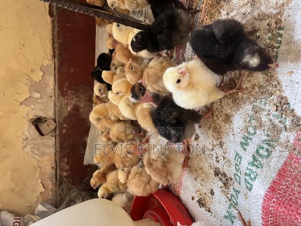 Improved Kienyeji Chicks - thumbnail 3