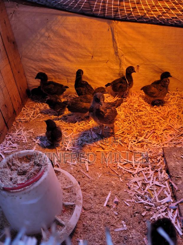 Ayam Cemani Chicks - thumbnail 3