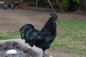 Ayam Cemani Chicks - thumbnail 2