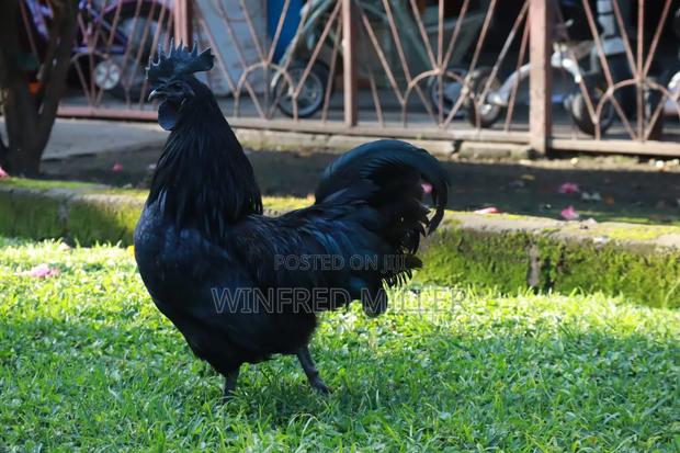 Ayam Cemani Chicks - thumbnail 4