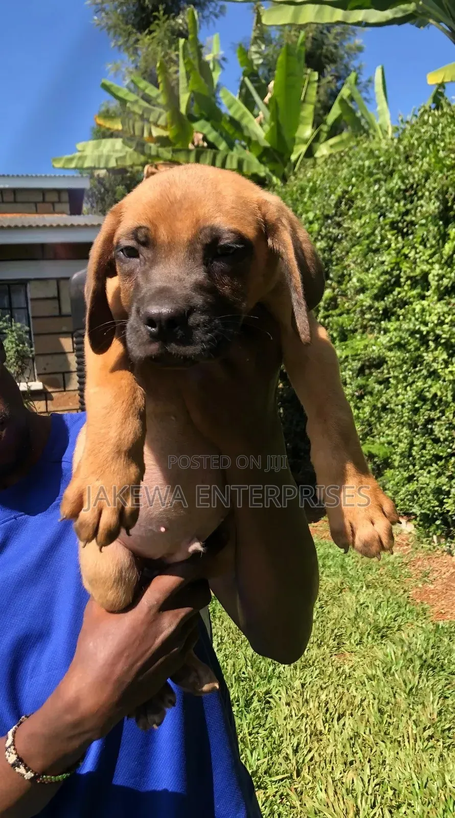 1-3 months Male Purebred Boerboel