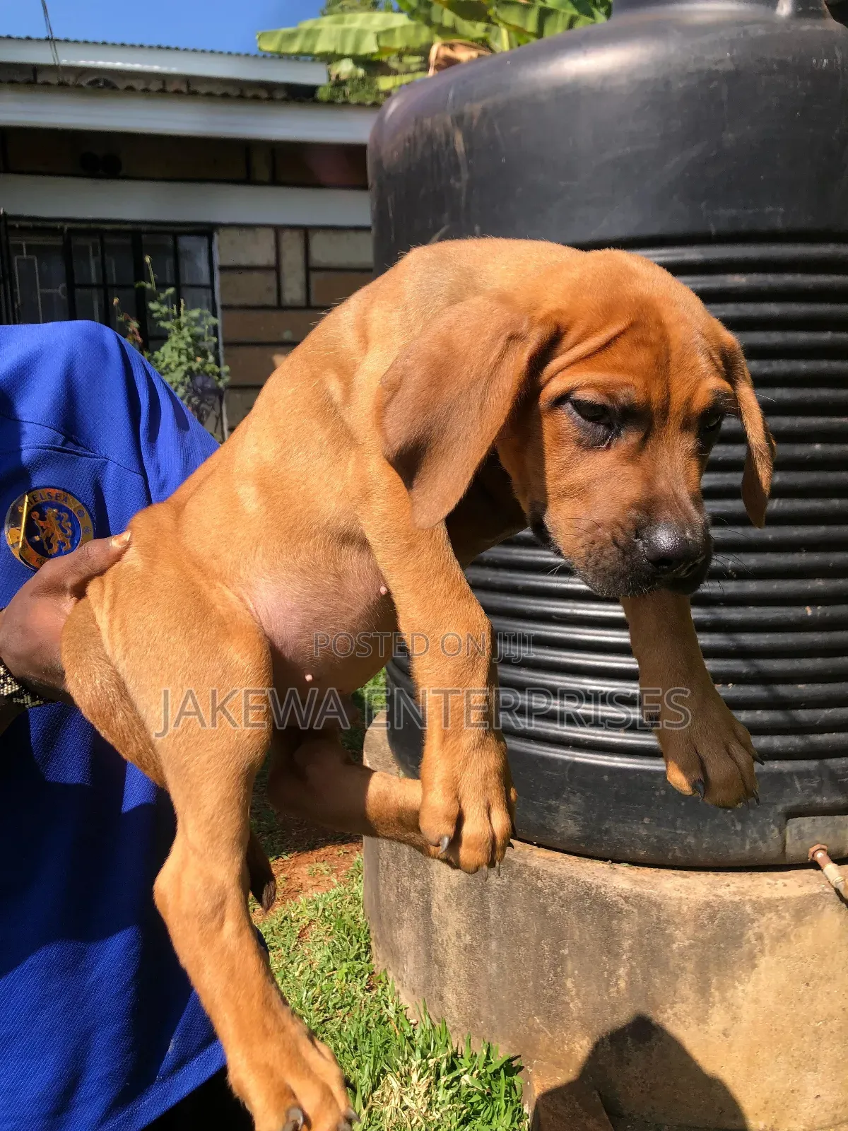 1-3 months Male Purebred Boerboel