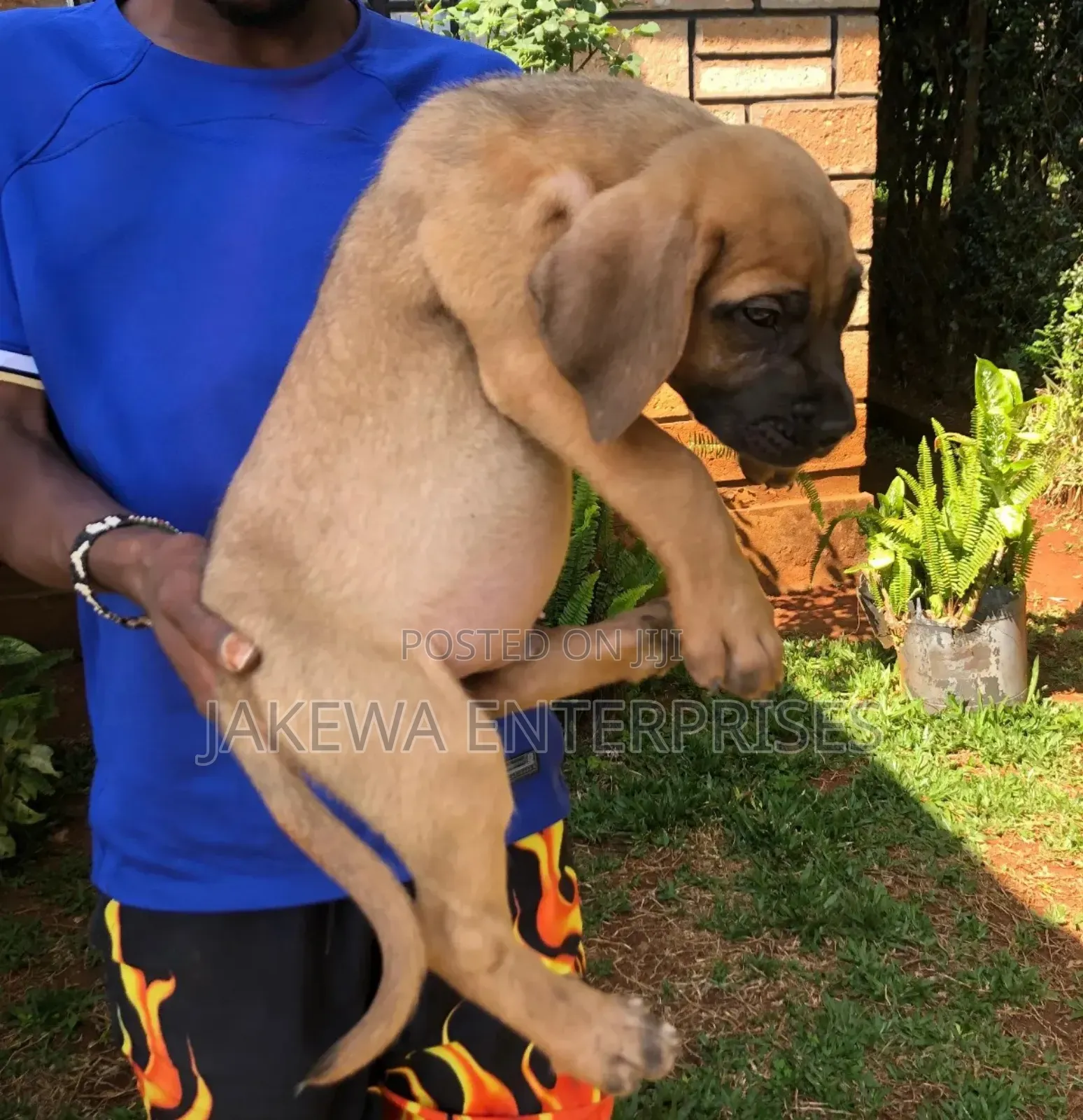 1-3 months Male Purebred Boerboel