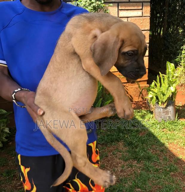 1-3 months Male Purebred Boerboel