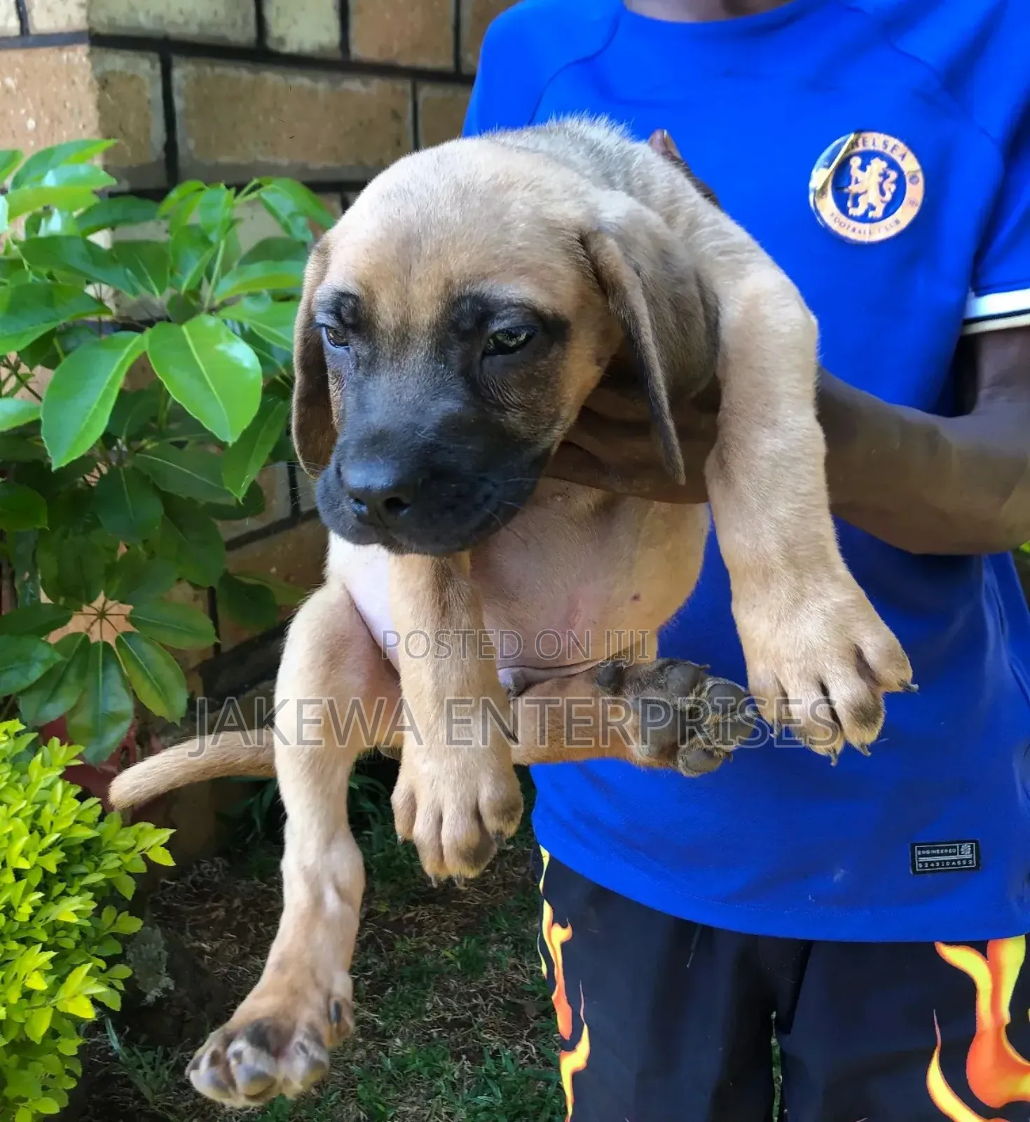 1-3 months Male Purebred Boerboel