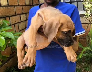 1-3 months Female Purebred Boerboel