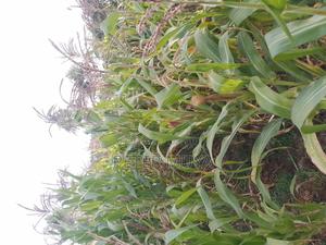Green Maize for Silage - main view
