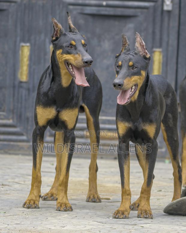 6-12 months Female Purebred Doberman Pinscher