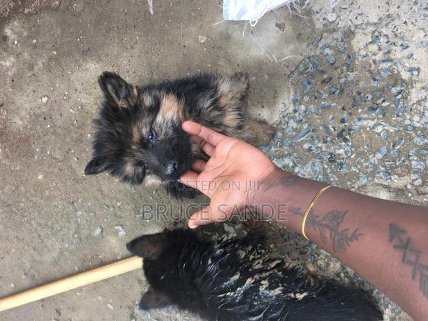 1-3 months Female Purebred German Shepherd - thumbnail 4