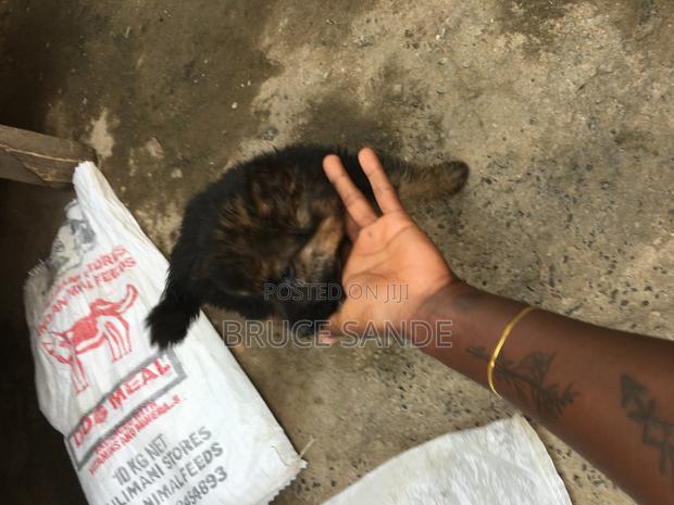 1-3 months Female Purebred German Shepherd - thumbnail 6