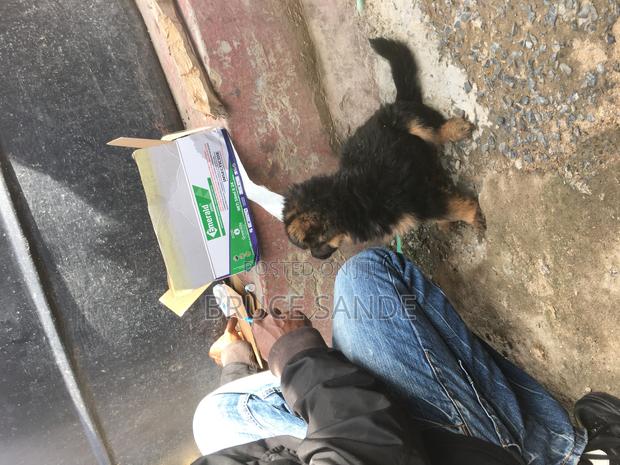 1-3 months Female Purebred German Shepherd - thumbnail 5