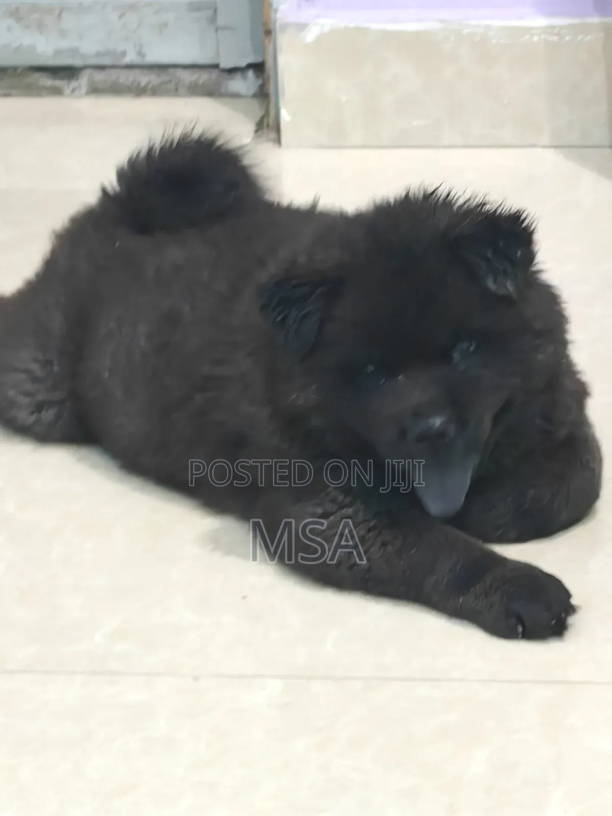 6-12 months Male Purebred Chow Chow