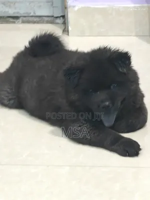 6-12 months Male Purebred Chow Chow
