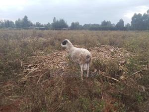 Dopper Sheep - main view