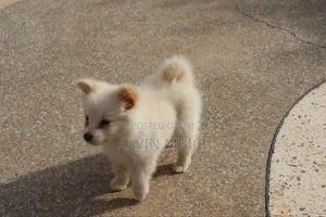 3-6 months Male Mixed Breed Japanese Spitz - main view