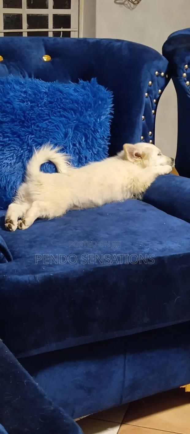 3-6 months Female Purebred Japanese Spitz