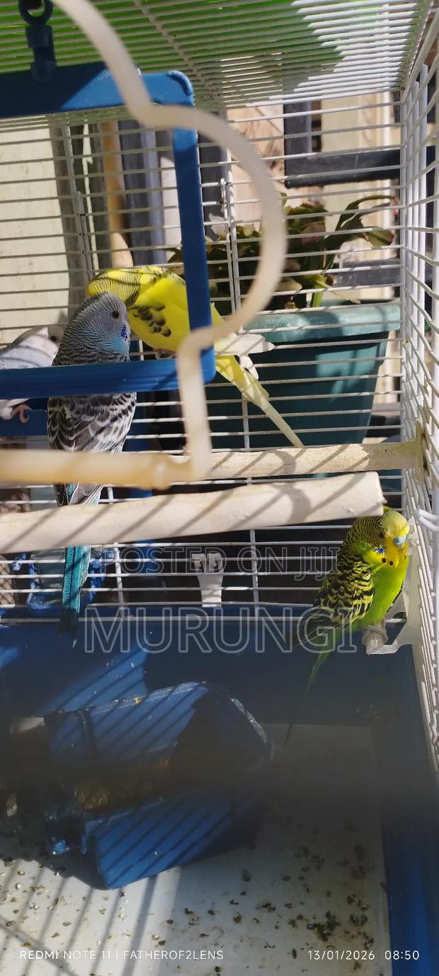 Budgerigars and Peafowls - thumbnail 3