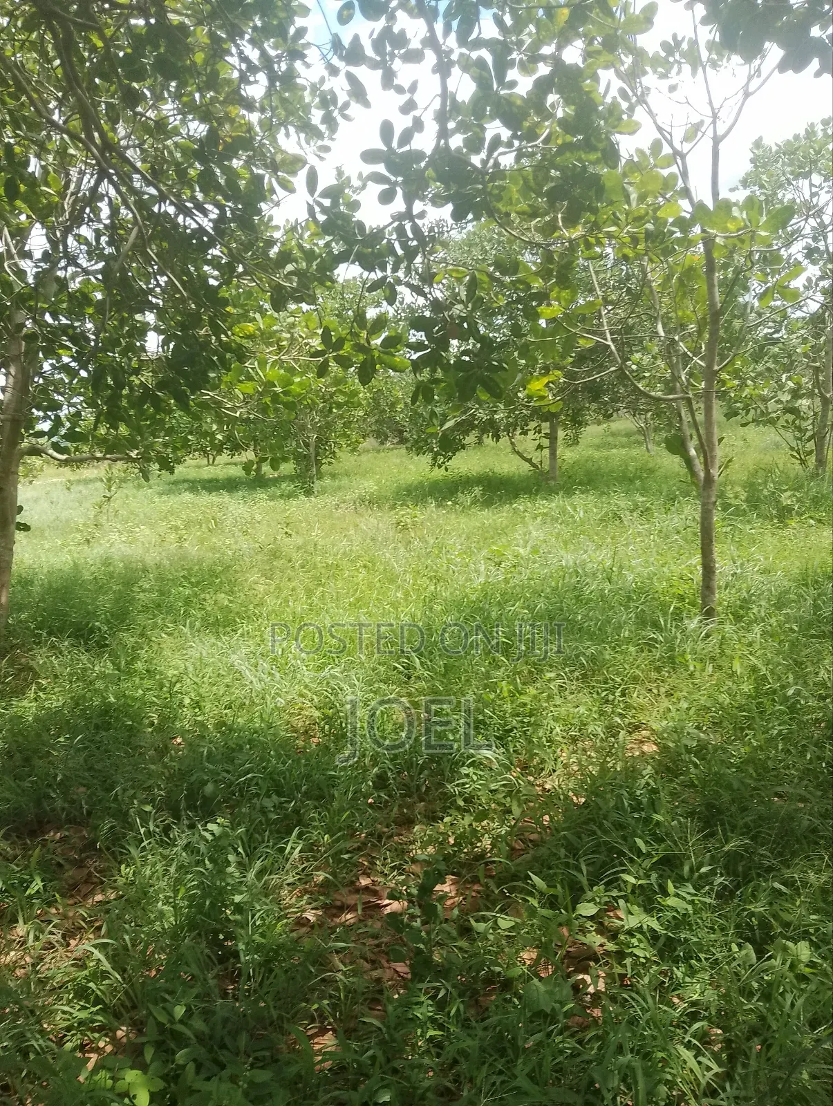 Malindi Farm 7 Acres Land