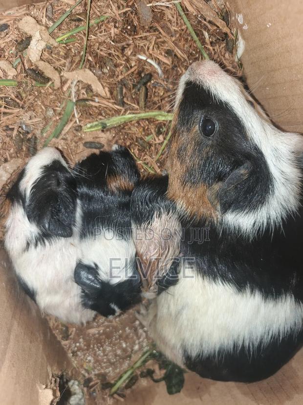 Guinea Pigs - main view