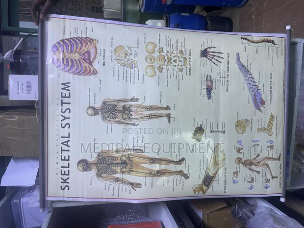 Human Skeleton System Chart - main view