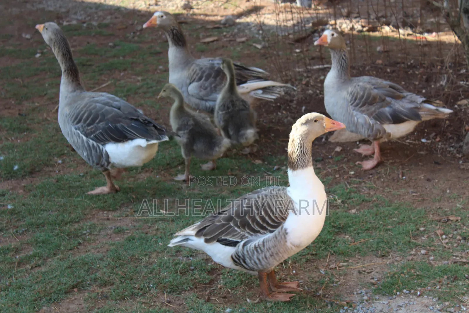 Geese for Sale