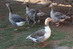 Geese for Sale - main view